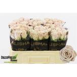 Roos 50cm Menta