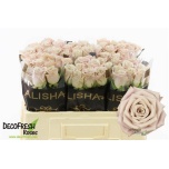 Roos 50cm Menta