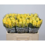 Roos 50cm Minion Rose