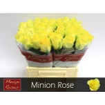 Roos 40cm Minion Rose