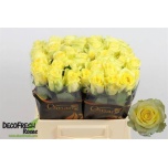 Roos 40cm Minion Rose