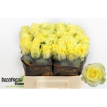 Roos 40cm Minion Rose