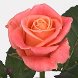 Roos 40cm Miss Piggy