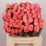 Roos 40cm Miss Piggy