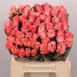 Roos 40cm Miss Piggy