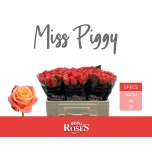 Roos 50cm Miss Piggy