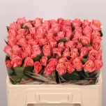 Roos 50cm Miss Piggy