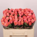 Roos 50cm Miss Piggy