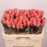 Roos 60cm Miss Piggy