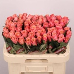 Roos 60cm Miss Piggy