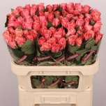 Roos 70cm Miss Piggy