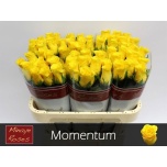 Roos 70cm Momentum