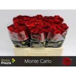 Roos 50cm Monte Carlo