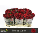 Roos 60cm Monte Carlo