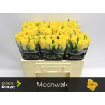 Roos 50cm Moonwalk