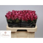 Roos 60cm Moody Blues