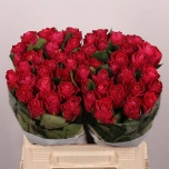 Roos 40cm Movie Star