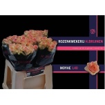 Roos 40cm Moyhe