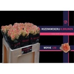 Roos 50cm Moyhe
