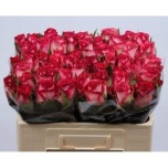 Roos 50cm Nicoletta