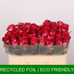 Roos 50cm Nicoletta