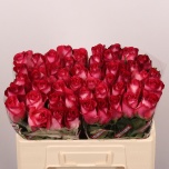 Roos 50cm Nicoletta