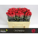 Roos 50cm Orchestra