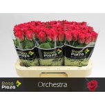 Roos 60cm Orchestra