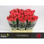 Roos 60cm Orchestra