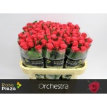 Roos 70cm Orchestra