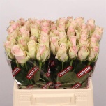 Roos 40cm Pink Athena