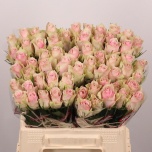 Roos 40cm Pink Athena