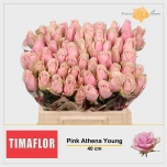 Roos 40cm Pink Athena