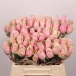 Roos 40cm Pink Athena