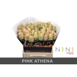 Roos 40cm Pink Athena