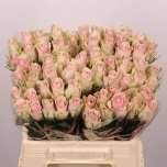 Roos 40cm Pink Athena