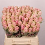 Roos 40cm Pink Athena