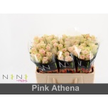 Roos 50cm Pink Athena (NINI)