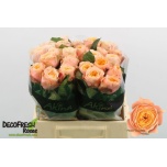 Roos 40cm Peach Vuvuzela