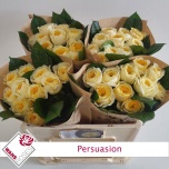 Roos 50cm Persuasion