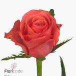 Roos 50cm Pink Tacazzi