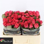 Roos 50cm Pink Tacazzi