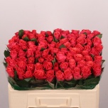 Roos 50cm Pink Tacazzi