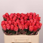 Roos 50cm Pink Tacazzi