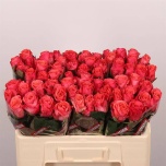 Roos 50cm Pink Tacazzi