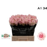 Roos 50cm Pink Avalanche