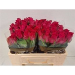 Roos 50cm Pink Rhodos