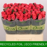 Roos 60cm Pink Tacazzi