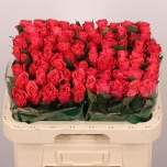 Roos 60cm Pink Tacazzi