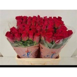Roos 60cm Pink Rhodos